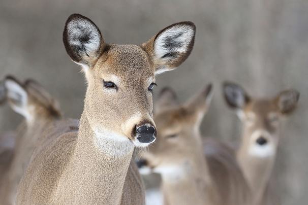 Cerf de Virginie
