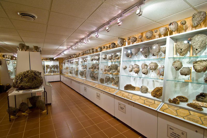 Musée du nid de guêpes.jpg