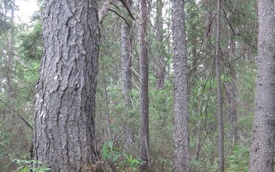 Th-Foret2