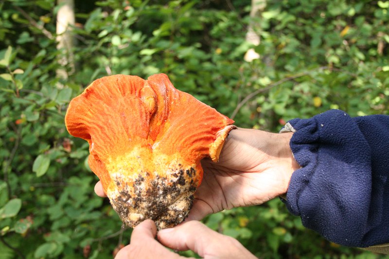 champignon crabe.JPG