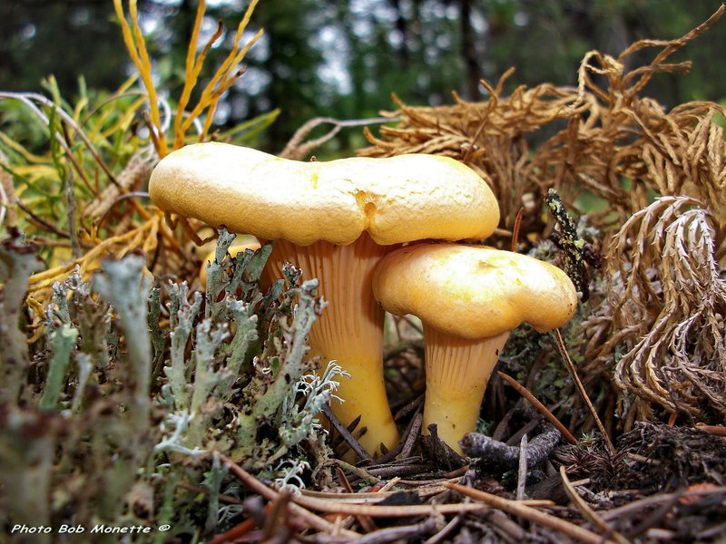 chanterelle.jpg