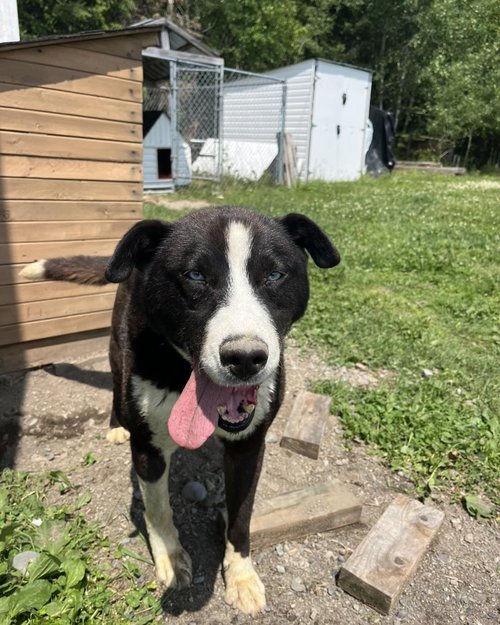 chuck disponible à l&#x27;adoption - crédit photo le refuge pour animaux du temiscamingue