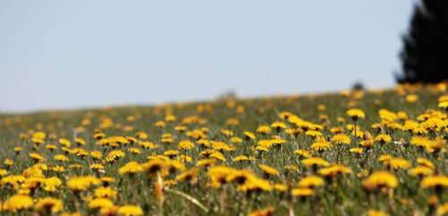 dandelion-3381676_1920.jpg